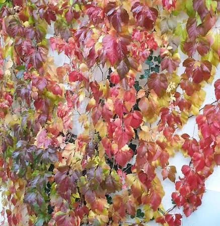 Haus Rotspitze Apartment